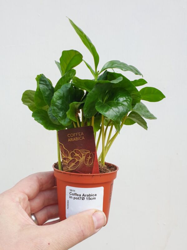Coffee plant Houseplant in 7cm pot
