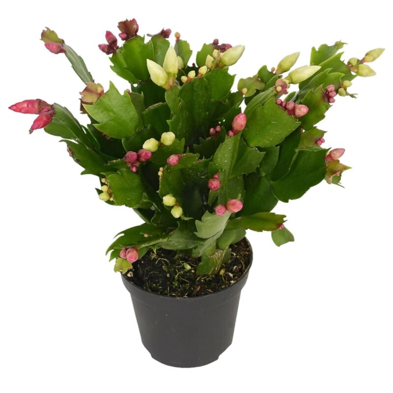 Christmas Schlumbergera Cactus Tricolour in 9cm Pot