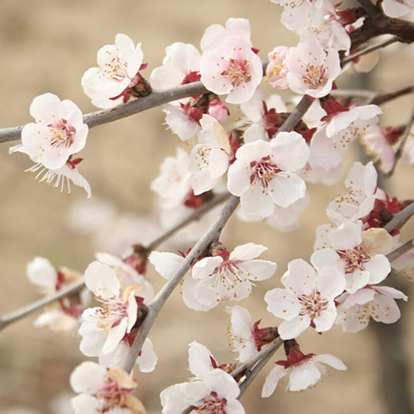 Ornamental Prunus incisa 'Kojo-no-Mai' Fuji Cherry Tree