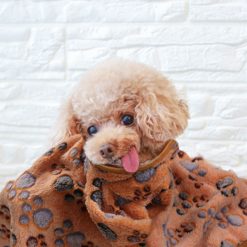 Paw Print Cat Dog Puppy Fleece Soft Warm Blanket