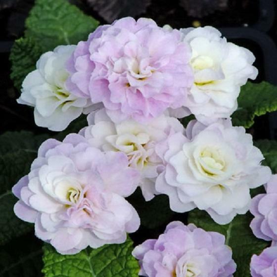 Primrose Primula Double Belarina® Mixed