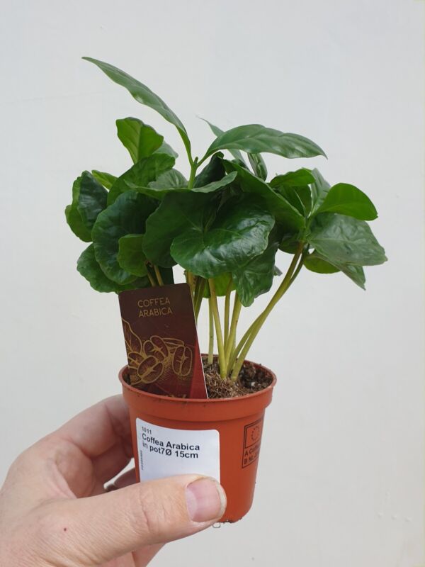 Coffee plant Houseplant in 7cm pot