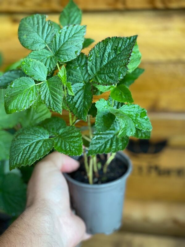 Potted raspberry plants