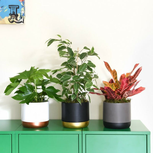 Air Purifying Collection 3x Scandi Houseplant