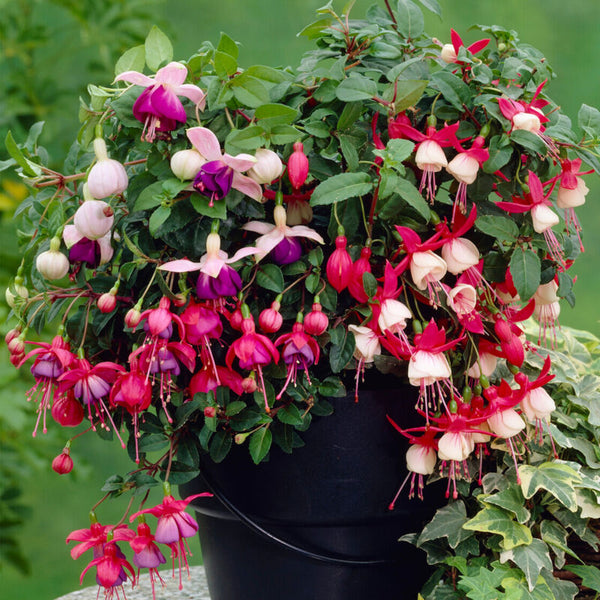 3 x Fuchsia Garden Ready Plants Collection | Hardy Outdoor Shrubs Potted Mix