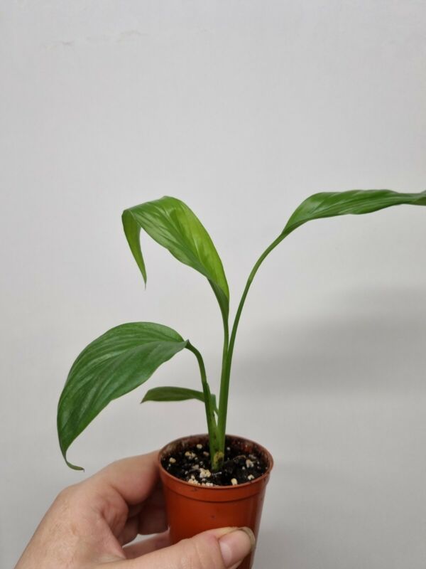Peace Lily, Spathiphyllum spp. Approx. 15cm