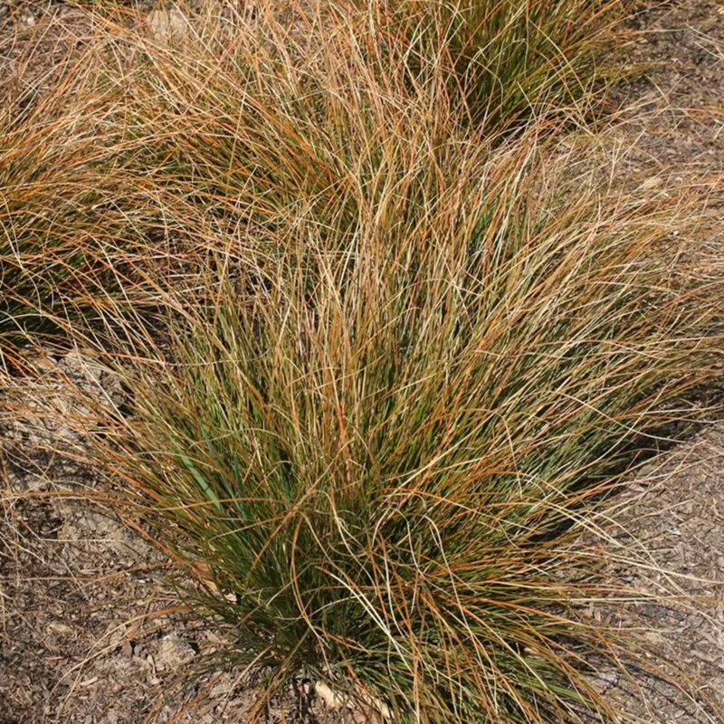 Carex testacea Orange New Zealand Sedge Evergreen