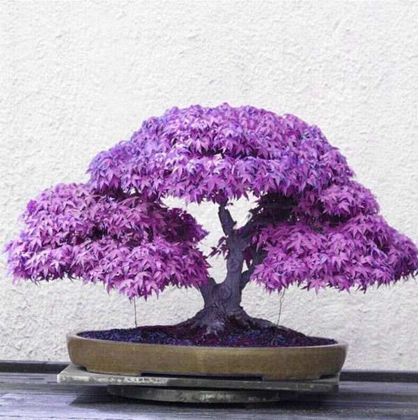 Purple Ghost Japanese Maple Bonsai Tree Seeds