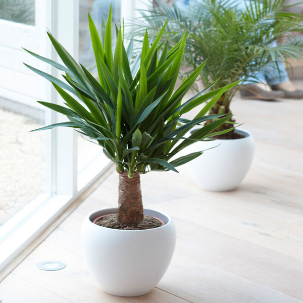 Yucca Elephantipes  Indoor Plant - Cints and Home