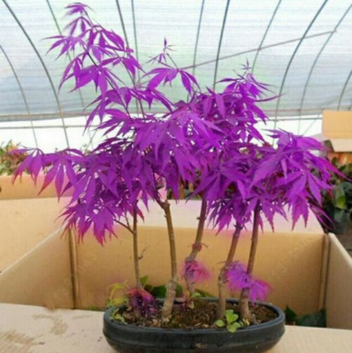 Purple Japanese Ghost Maple Bonsai Acer Seeds