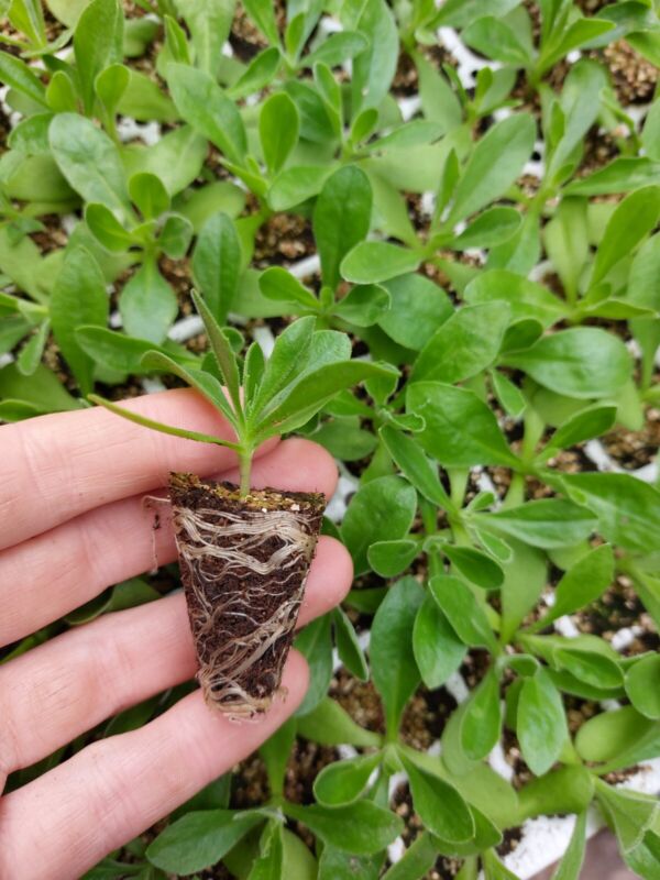 x6 Osteospermum Serenity ® Dark Purple Plug Plants
