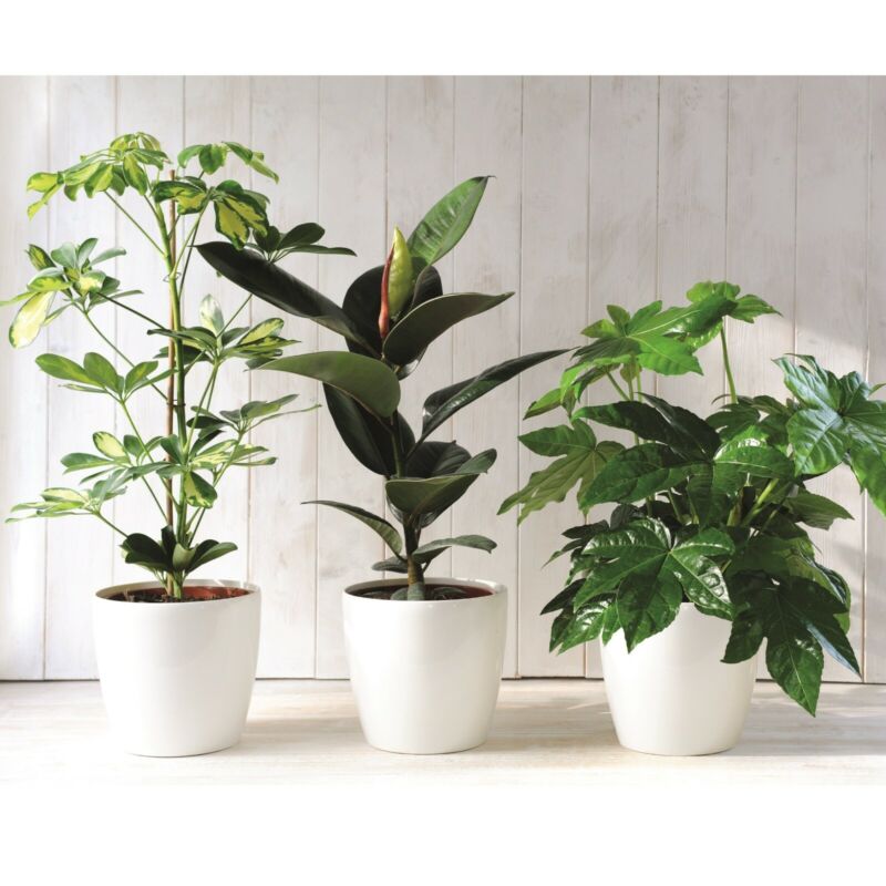 Air Purifying Collection 3x Scandi Houseplant