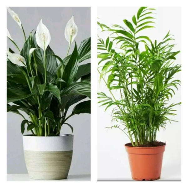 Air purify Peace lily and parlour palm