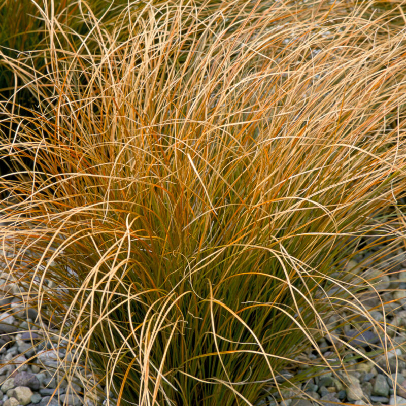 Carex testacea Orange New Zealand Sedge Evergreen