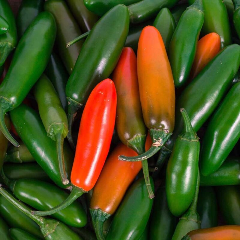 Hot Chilli Pepper Plug Plants